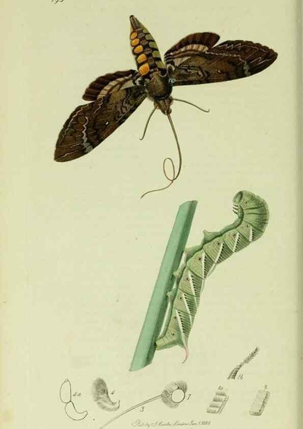 Reproducción/Reproduction 49640174343: British entomology :. London,Printed for the author,1823-1840 [i.e. 1840].. 