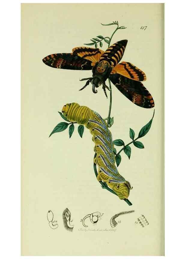Reproducción/Reproduction 49640174648: British entomology :. London,Printed for the author,1823-1840 [i.e. 1840].. 