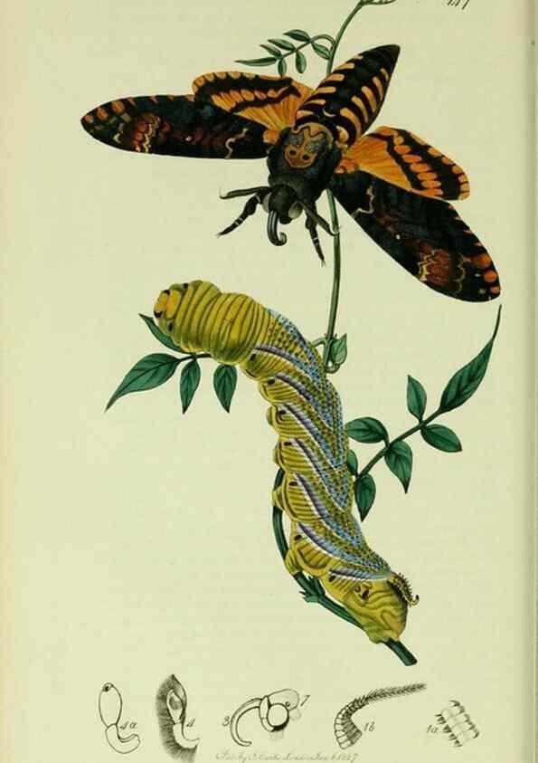 Reproducción/Reproduction 49640174648: British entomology :. London,Printed for the author,1823-1840 [i.e. 1840].. 