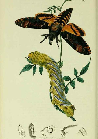Reproducción/Reproduction 49640174648: British entomology :. London,Printed for the author,1823-1840 [i.e. 1840].. 