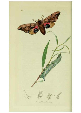 Reproducción/Reproduction 49640174928: British entomology :. London,Printed for the author,1823-1840 [i.e. 1840].. 