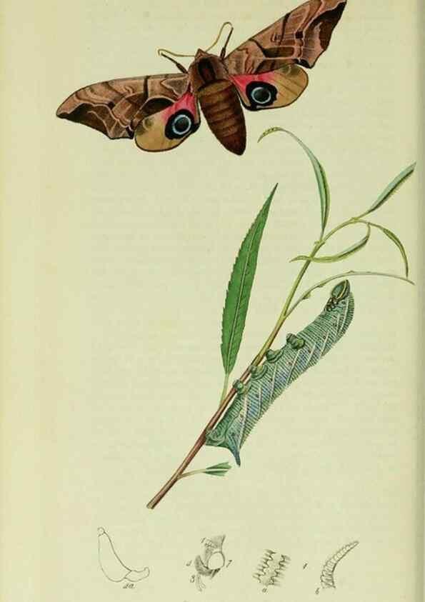 Reproducción/Reproduction 49640174928: British entomology :. London,Printed for the author,1823-1840 [i.e. 1840].. 
