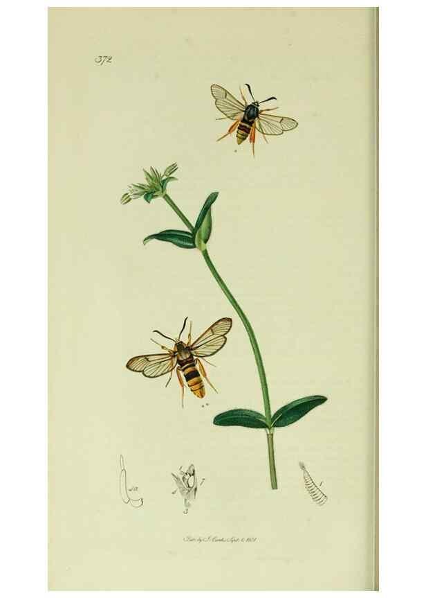 Reproducción/Reproduction 49640175213: British entomology :. London,Printed for the author,1823-1840 [i.e. 1840].. 