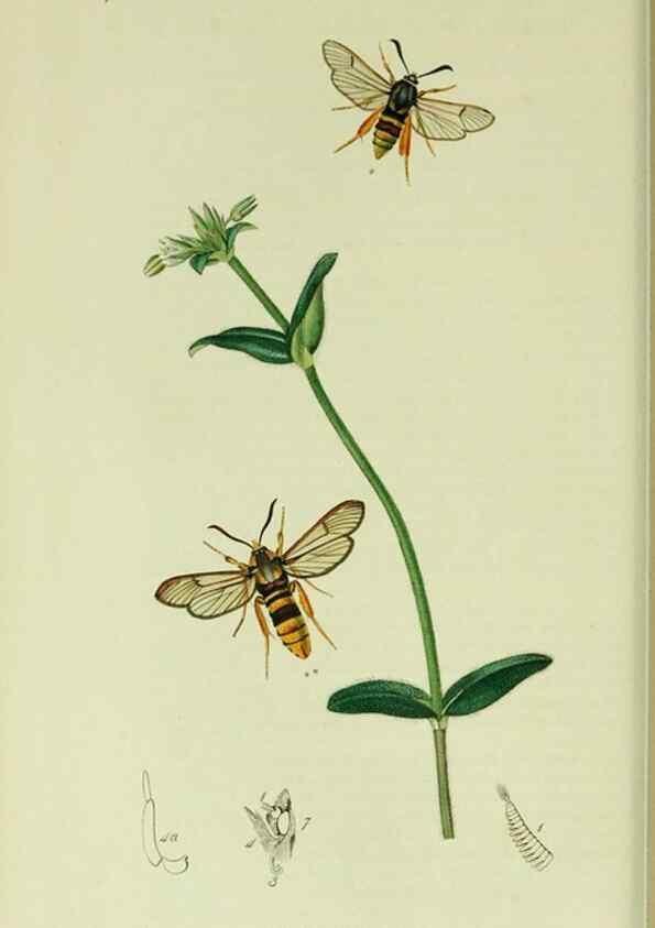 Reproducción/Reproduction 49640175213: British entomology :. London,Printed for the author,1823-1840 [i.e. 1840].. 