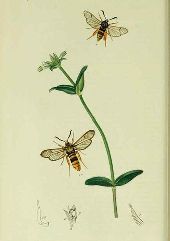 Reproducción/Reproduction 49640175213: British entomology :. London,Printed for the author,1823-1840 [i.e. 1840].. 