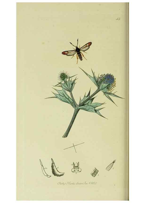 Reproducción/Reproduction 49640698711: British entomology :. London,Printed for the author,1823-1840 [i.e. 1840].. 