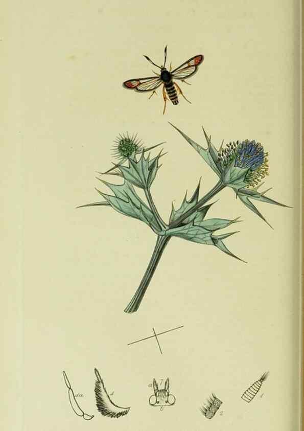Reproducción/Reproduction 49640698711: British entomology :. London,Printed for the author,1823-1840 [i.e. 1840].. 