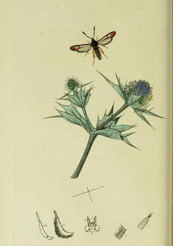 Reproducción/Reproduction 49640698711: British entomology :. London,Printed for the author,1823-1840 [i.e. 1840].. 