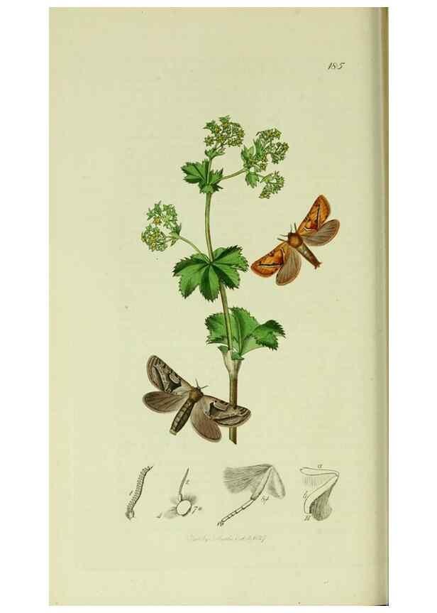 Reproducción/Reproduction 49640699186: British entomology :. London,Printed for the author,1823-1840 [i.e. 1840].. 