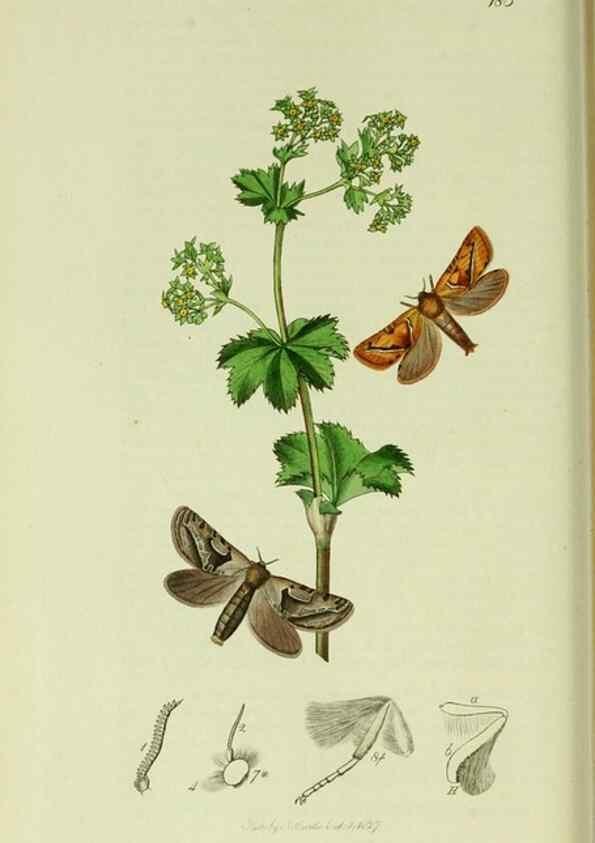 Reproducción/Reproduction 49640699186: British entomology :. London,Printed for the author,1823-1840 [i.e. 1840].. 