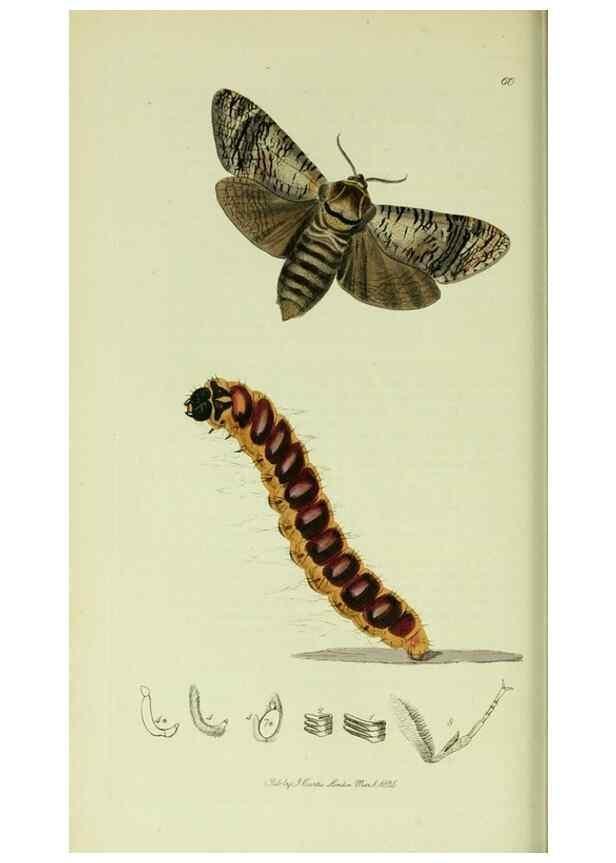 Reproducción/Reproduction 49640699551: British entomology :. London,Printed for the author,1823-1840 [i.e. 1840].. 