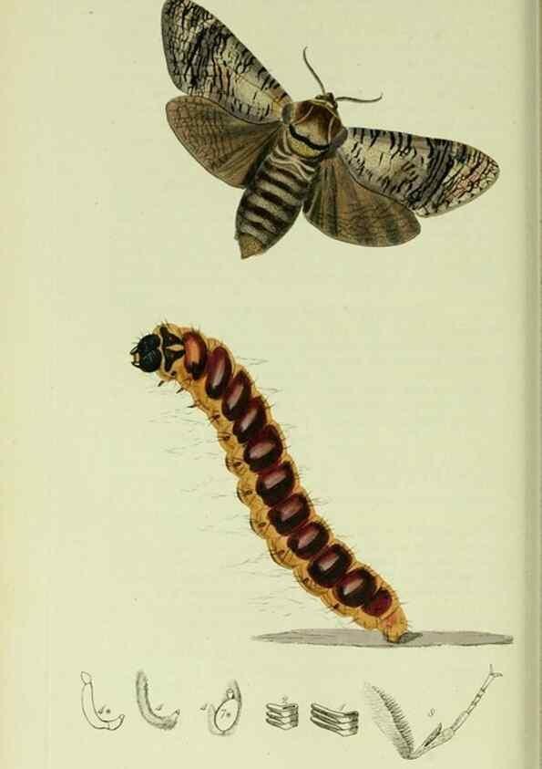 Reproducción/Reproduction 49640699551: British entomology :. London,Printed for the author,1823-1840 [i.e. 1840].. 
