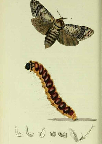 Reproducción/Reproduction 49640699551: British entomology :. London,Printed for the author,1823-1840 [i.e. 1840].. 