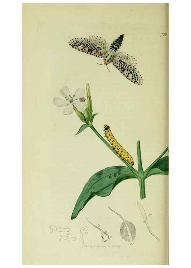 Reproducción/Reproduction 49640973157: British entomology :. London,Printed for the author,1823-1840 [i.e. 1840].. 