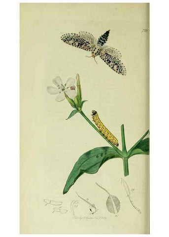 Reproducción/Reproduction 49640973157: British entomology :. London,Printed for the author,1823-1840 [i.e. 1840].. 