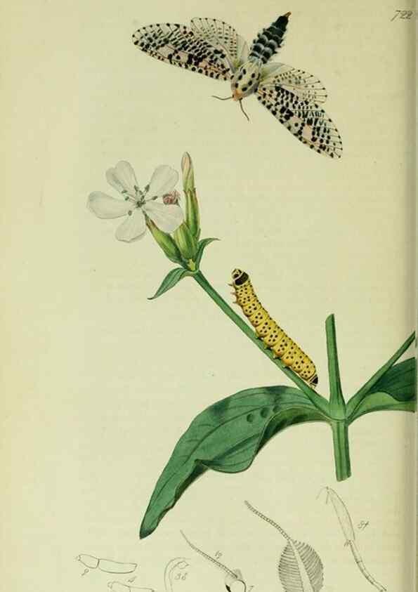 Reproducción/Reproduction 49640973157: British entomology :. London,Printed for the author,1823-1840 [i.e. 1840].. 