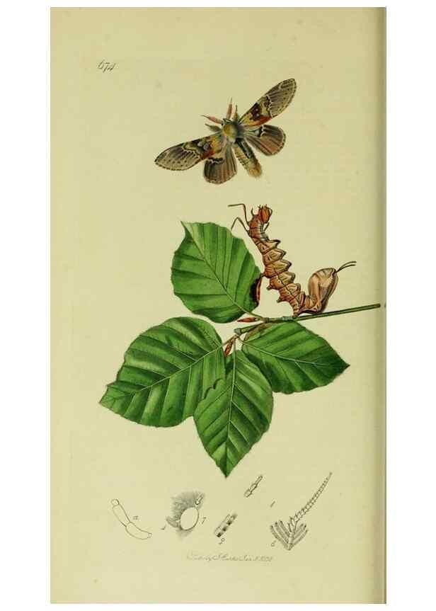Reproducción/Reproduction 49640177168: British entomology :. London,Printed for the author,1823-1840 [i.e. 1840].. 