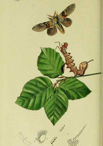 Reproducción/Reproduction 49640177168: British entomology :. London,Printed for the author,1823-1840 [i.e. 1840].. 