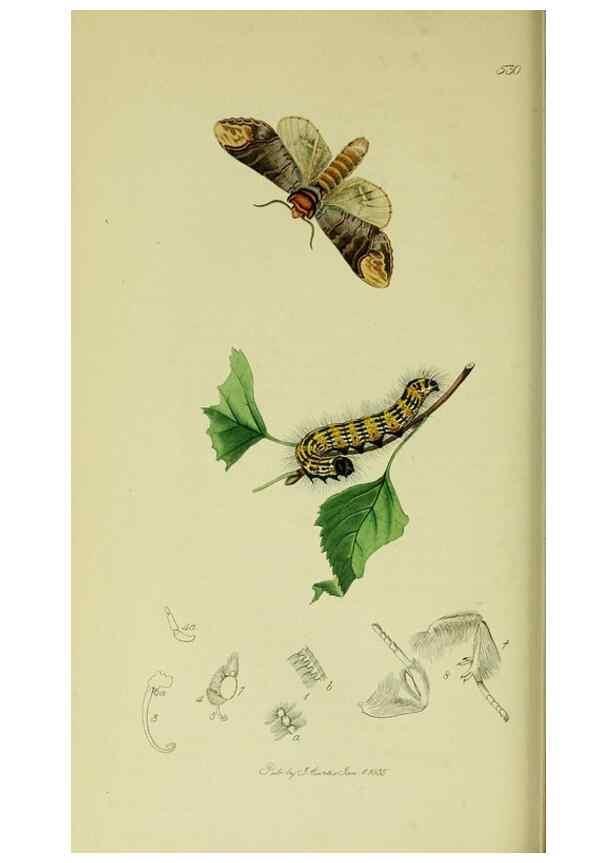Reproducción/Reproduction 49640973882: British entomology :. London,Printed for the author,1823-1840 [i.e. 1840].. 