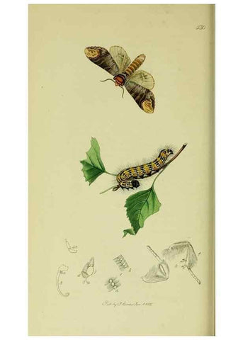 Reproducción/Reproduction 49640973882: British entomology :. London,Printed for the author,1823-1840 [i.e. 1840].. 