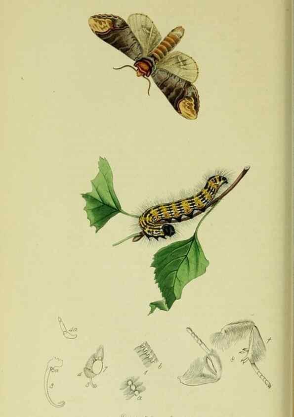 Reproducción/Reproduction 49640973882: British entomology :. London,Printed for the author,1823-1840 [i.e. 1840].. 
