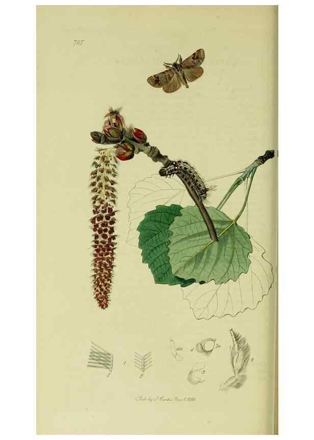 Reproducción/Reproduction 49640701031: British entomology :. London,Printed for the author,1823-1840 [i.e. 1840].. 