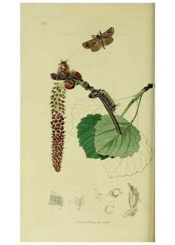 Reproducción/Reproduction 49640701031: British entomology :. London,Printed for the author,1823-1840 [i.e. 1840].. 