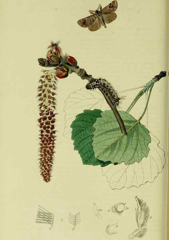 Reproducción/Reproduction 49640701031: British entomology :. London,Printed for the author,1823-1840 [i.e. 1840].. 