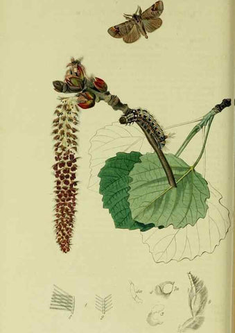 Reproducción/Reproduction 49640701031: British entomology :. London,Printed for the author,1823-1840 [i.e. 1840].. 