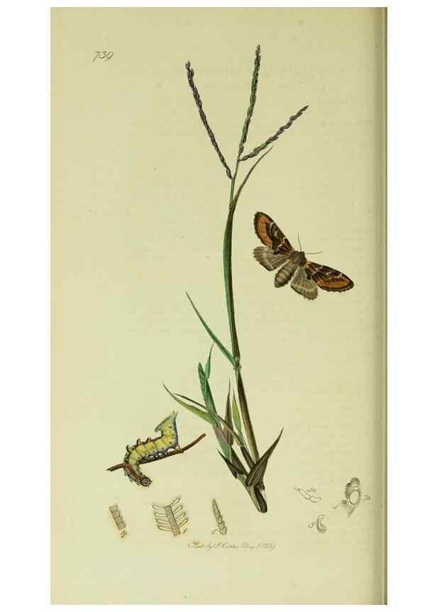 Reproducción/Reproduction 49640974517: British entomology :. London,Printed for the author,1823-1840 [i.e. 1840].. 