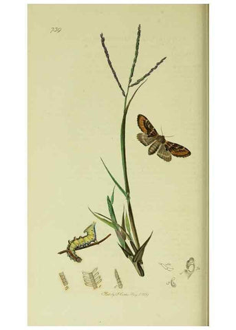 Reproducción/Reproduction 49640974517: British entomology :. London,Printed for the author,1823-1840 [i.e. 1840].. 