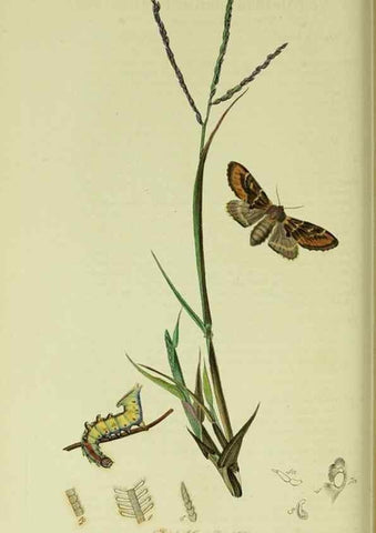 Reproducción/Reproduction 49640974517: British entomology :. London,Printed for the author,1823-1840 [i.e. 1840].. 
