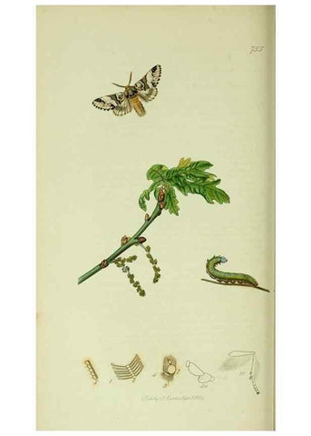 Reproducción/Reproduction 49640178593: British entomology :. London,Printed for the author,1823-1840 [i.e. 1840].. 