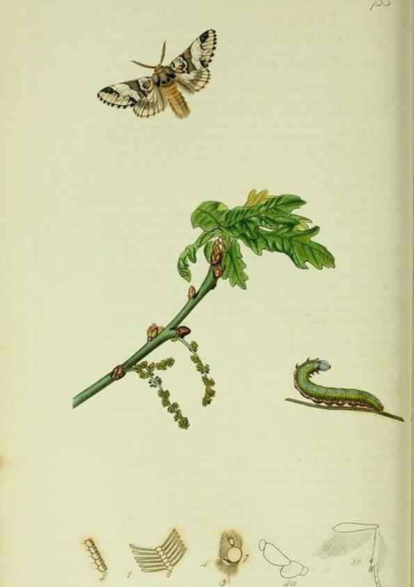 Reproducción/Reproduction 49640178593: British entomology :. London,Printed for the author,1823-1840 [i.e. 1840].. 