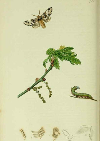 Reproducción/Reproduction 49640178593: British entomology :. London,Printed for the author,1823-1840 [i.e. 1840].. 