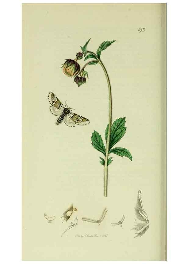 Reproducción/Reproduction 49640975402: British entomology :. London,Printed for the author,1823-1840 [i.e. 1840].. 