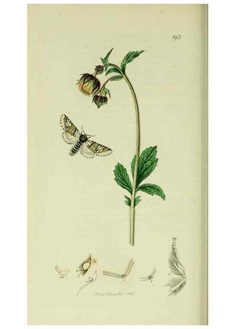 Reproducción/Reproduction 49640975402: British entomology :. London,Printed for the author,1823-1840 [i.e. 1840].. 