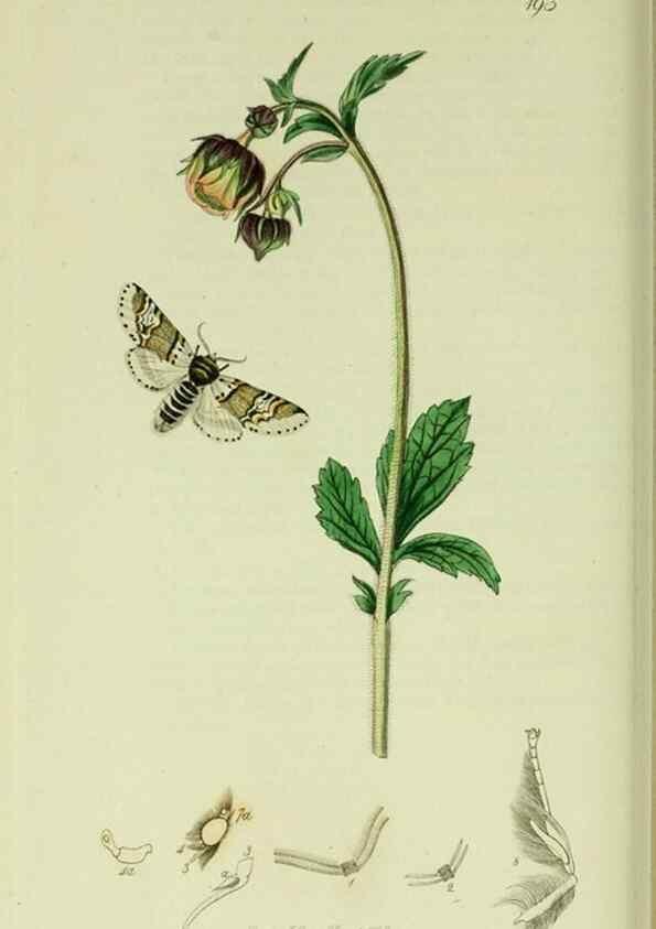 Reproducción/Reproduction 49640975402: British entomology :. London,Printed for the author,1823-1840 [i.e. 1840].. 