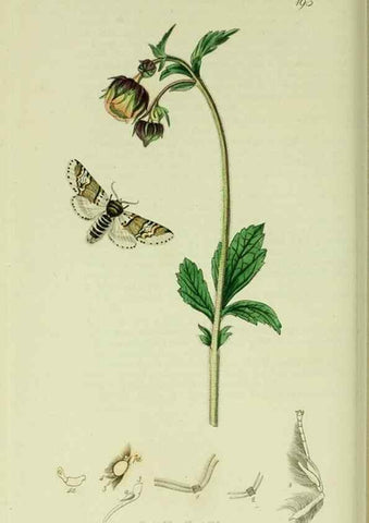 Reproducción/Reproduction 49640975402: British entomology :. London,Printed for the author,1823-1840 [i.e. 1840].. 