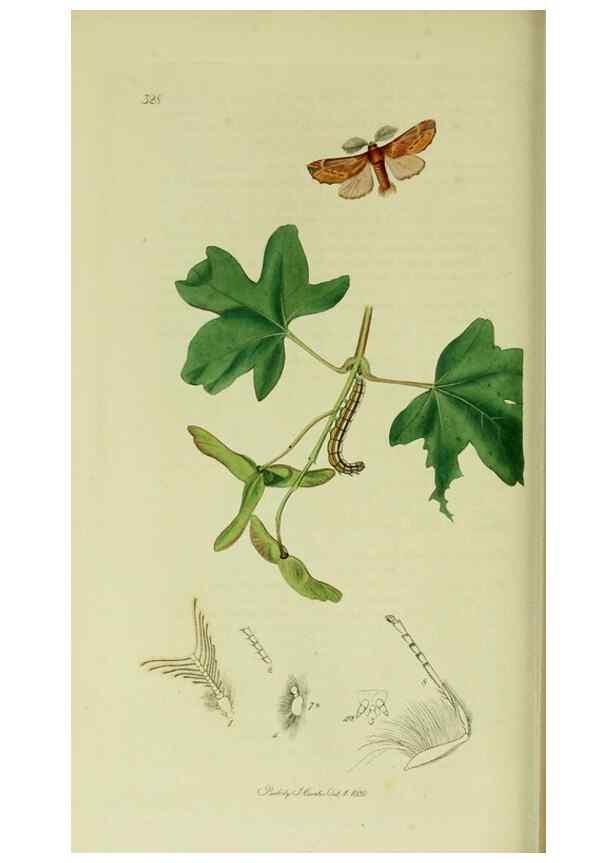 Reproducción/Reproduction 49640702616: British entomology :. London,Printed for the author,1823-1840 [i.e. 1840].. 