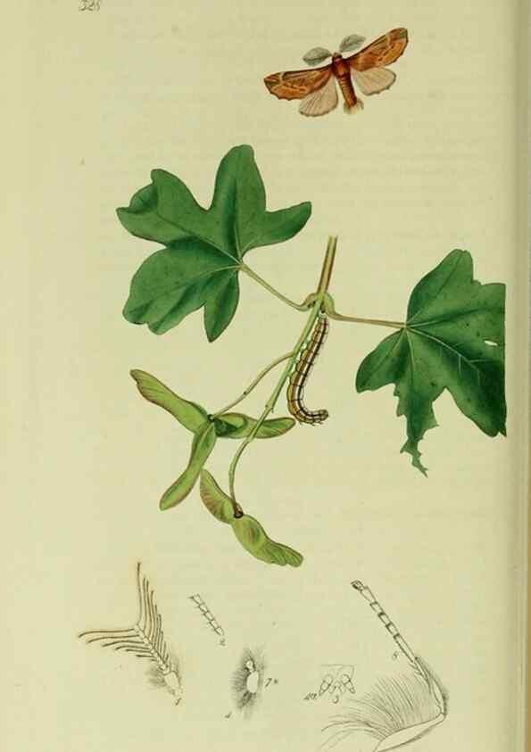 Reproducción/Reproduction 49640702616: British entomology :. London,Printed for the author,1823-1840 [i.e. 1840].. 