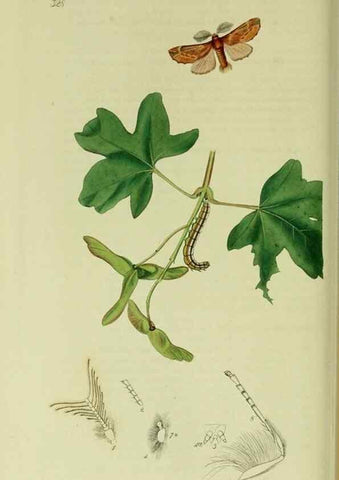 Reproducción/Reproduction 49640702616: British entomology :. London,Printed for the author,1823-1840 [i.e. 1840].. 