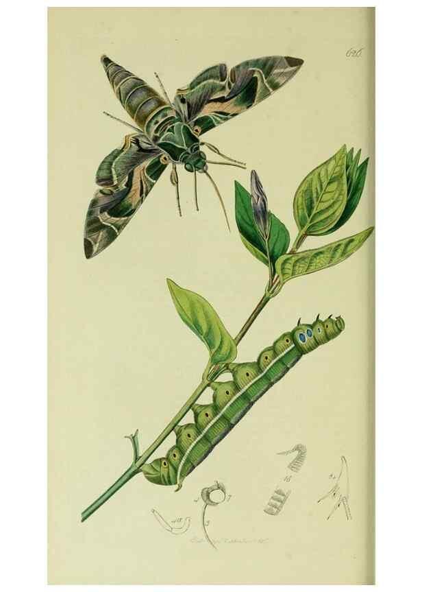 Reproducción/Reproduction 49640696966: British entomology :. London,Printed for the author,1823-1840 [i.e. 1840].. 