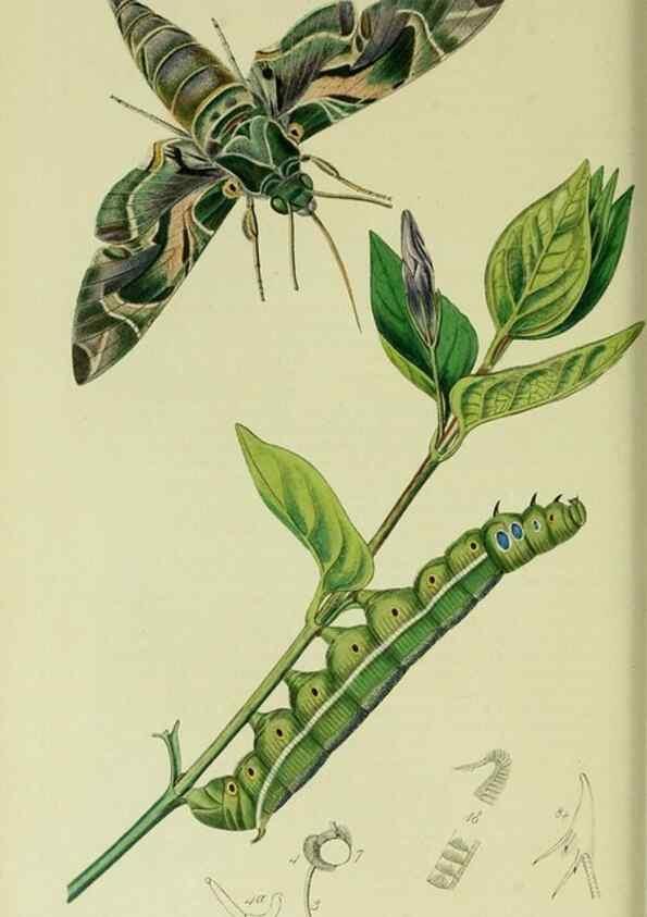 Reproducción/Reproduction 49640696966: British entomology :. London,Printed for the author,1823-1840 [i.e. 1840].. 