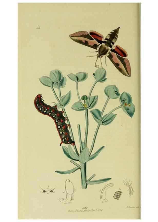 Reproducción/Reproduction 49640969937: British entomology :. London,Printed for the author,1823-1840 [i.e. 1840].. 
