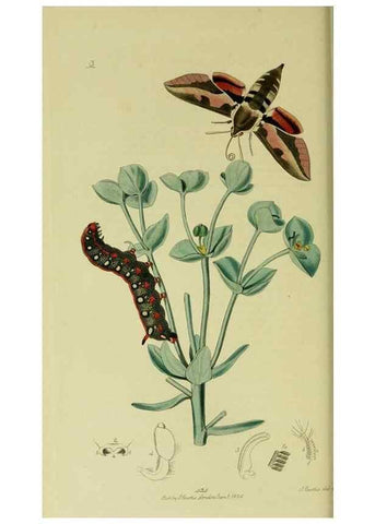 Reproducción/Reproduction 49640969937: British entomology :. London,Printed for the author,1823-1840 [i.e. 1840].. 