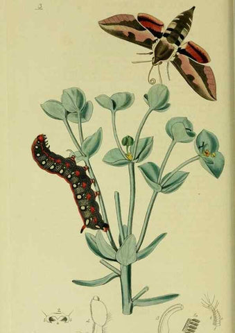 Reproducción/Reproduction 49640969937: British entomology :. London,Printed for the author,1823-1840 [i.e. 1840].. 