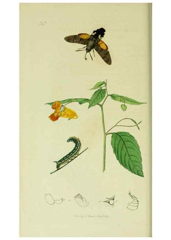 Reproducción/Reproduction 49640173233: British entomology :. London,Printed for the author,1823-1840 [i.e. 1840].. 