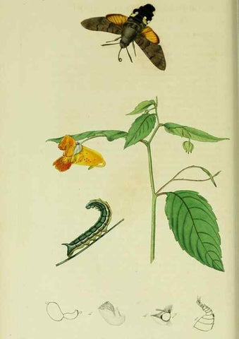 Reproducción/Reproduction 49640173233: British entomology :. London,Printed for the author,1823-1840 [i.e. 1840].. 