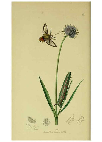 Reproducción/Reproduction 49640969297: British entomology :. London,Printed for the author,1823-1840 [i.e. 1840].. 